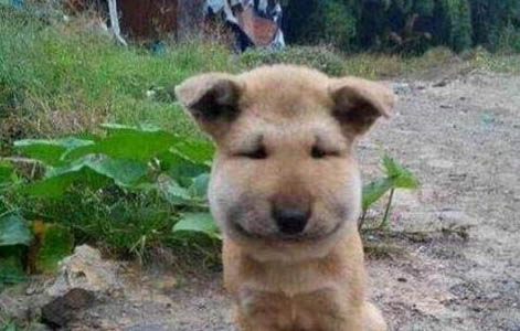 犬瘟初期能治好嗎