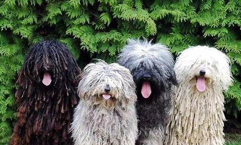 可蒙犬身體發抖的原因與處理方法