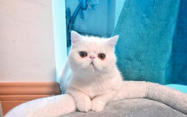 貓咪拉軟便嘔吐的原因