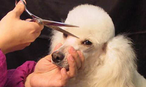 狗狗得了犬瘟多久會死