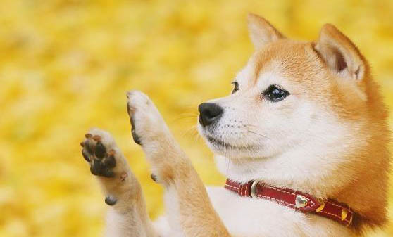 柴犬顏色分類圖片大全