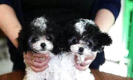 貴賓犬灰色多少錢一只