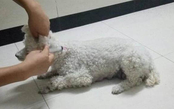 泰迪狗生完小狗喘粗氣發抖哼哼