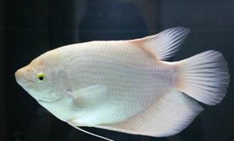 觀賞魚脹肚子怎么辦
