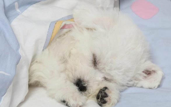 比熊犬好養嗎