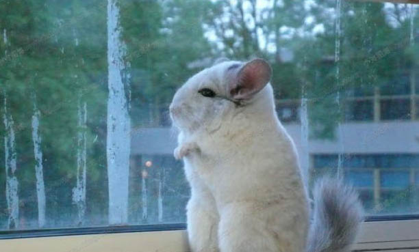龍貓如何飼養