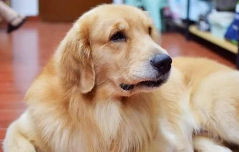 金毛犬吃什么食物好呢