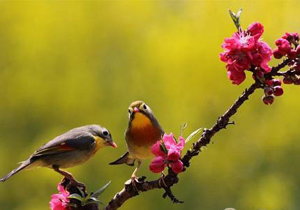 相思鳥(niǎo)怎么分公母圖解