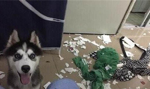 狗狗撕扯狗窩的原因及處理方法