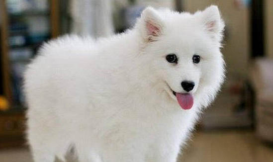 銀狐犬子宮蓄膿能活多久
