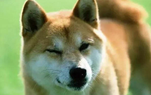 柴犬多少錢一只?可以稱之為日本田園犬嗎