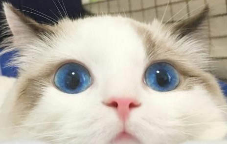 寵物貓嘔吐有哪些原因導致