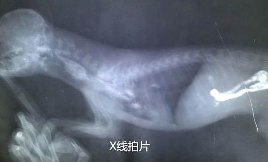 比熊肚皮上有黑色斑點怎么回事?