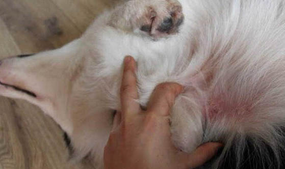 怎么讓比利時牧羊犬在指定地方上廁所