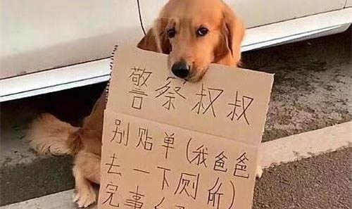為什么狗狗突然就會瘋跑?