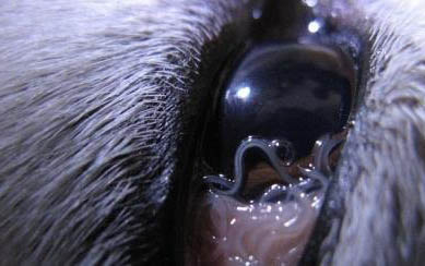 狗狗犬瘟治療好了能活多久