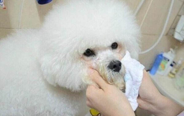 怎么去除狗狗身上的異味