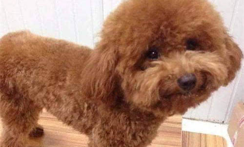 泰迪犬耐寒多少度