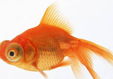 室內(nèi)養(yǎng)金魚的方法二