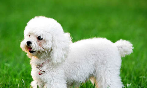 十歲以上的貴賓犬還能活多久？