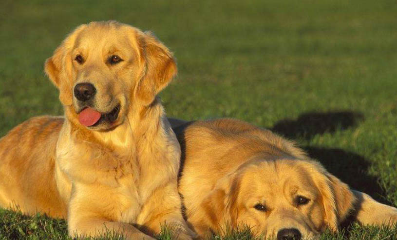 大型犬都有哪些品種?