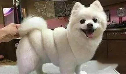 狗狗四腳朝天扭動的原因及處理方法