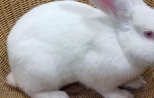 兔子要養多久可以生