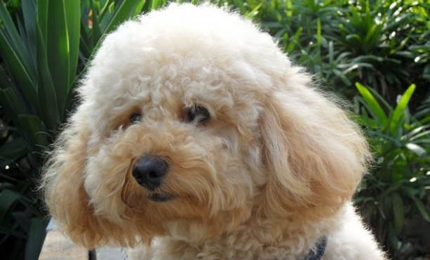 貴賓犬分娩需要多長時間