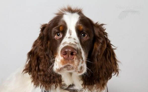 財貓雙犬app能下載嗎