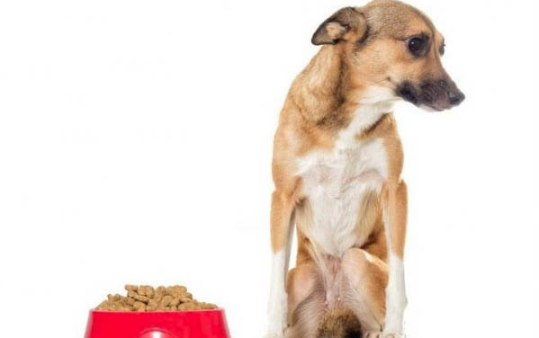 狗狗生病的癥狀表現有哪些呢