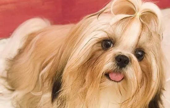 怎么辨別西施犬懷孕了