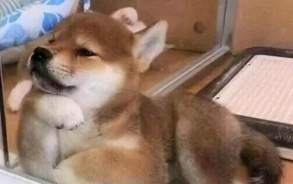 狗狗咳嗽不停還吐白色粘液