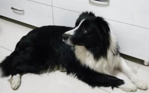 喜樂蒂牧羊犬脫毛是怎么回事