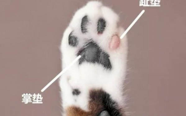 狗狗常見品種有哪些