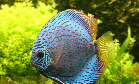 群養(yǎng)斑馬魚會自行繁殖嗎