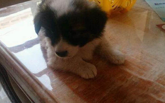 蝴蝶犬可以吃人類的什么食物