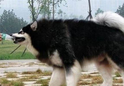 阿拉斯加雪橇犬吃多了拉稀怎么辦