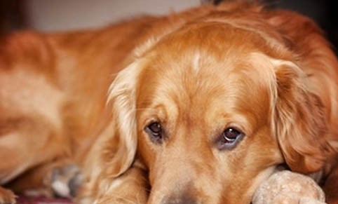 金毛犬不吃東西怎么辦呢