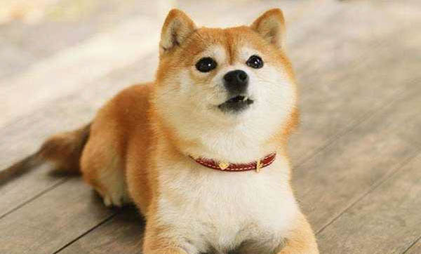 純種柴犬多少錢