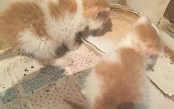 貓咪如果葡萄過敏能吃葡萄嗎