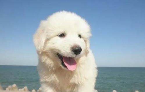 狗狗發情期有什么注意事項