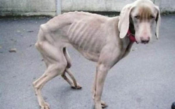 狗狗多久不喝水會渴死