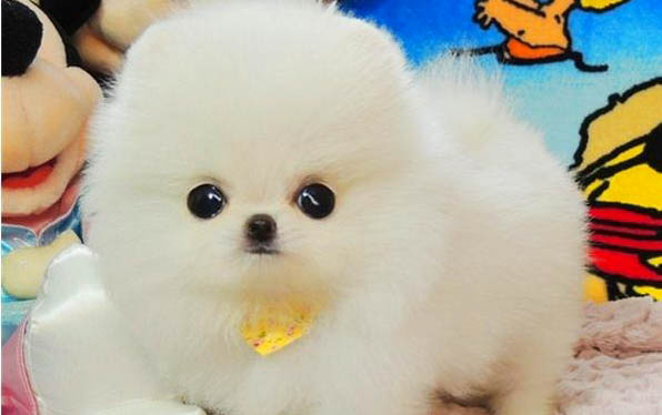 如何讓狗狗盡快排泄