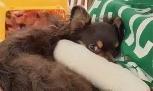狗狗神經炎的癥狀和治療方法