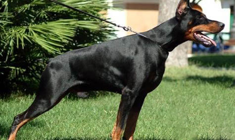 杜賓犬與卡斯羅犬哪個(gè)體味大