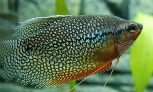魚缸增氧泵怎么安裝
