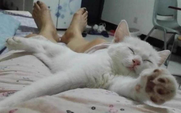貓得了貓癬能自愈嗎