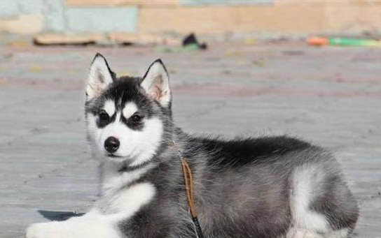 哈士奇幼犬多少錢一只