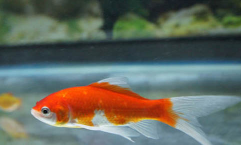 金魚冬天會(huì)凍死嗎