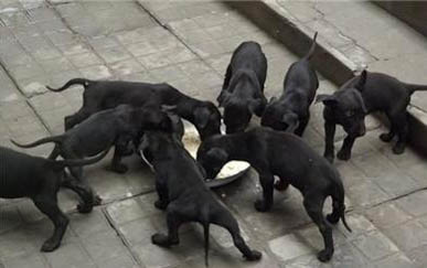 武漢的cku犬舍有哪些